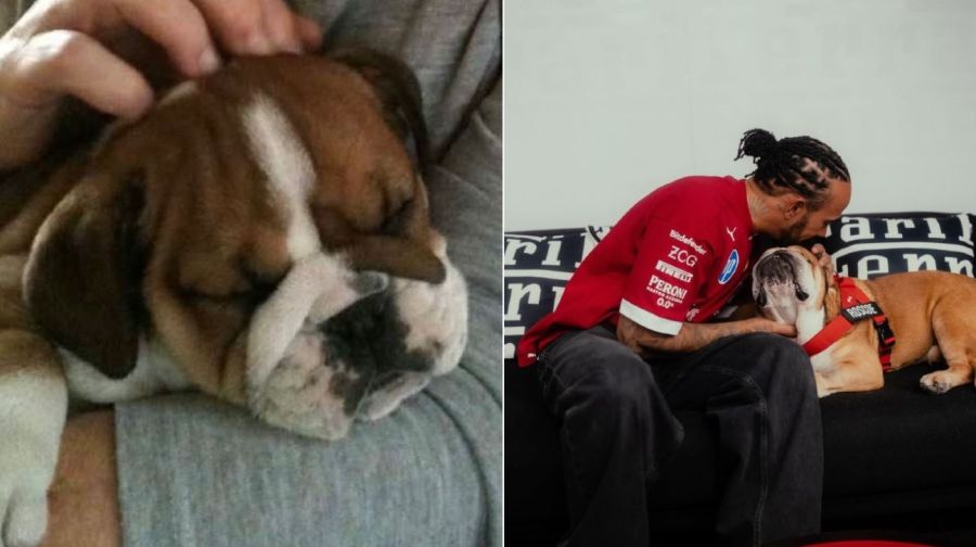 Lewis Hamilton y Roscoe