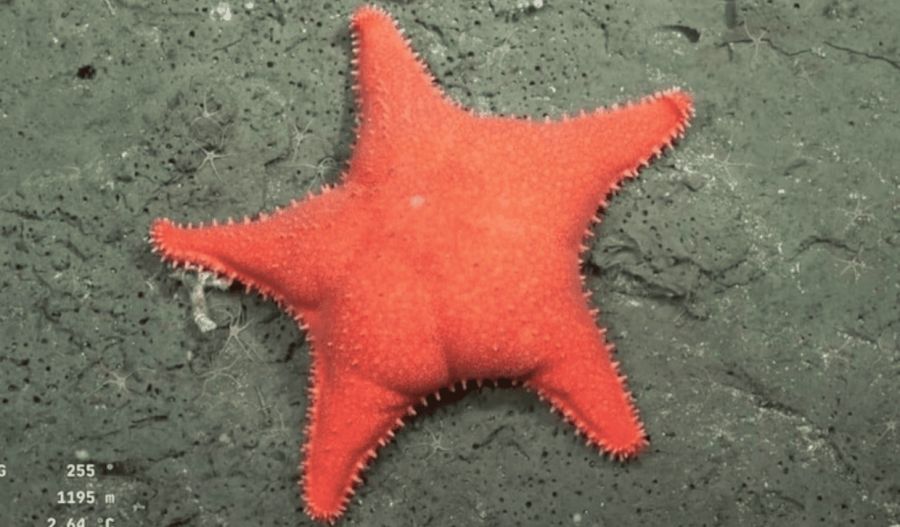 Estrella culona del CONICET