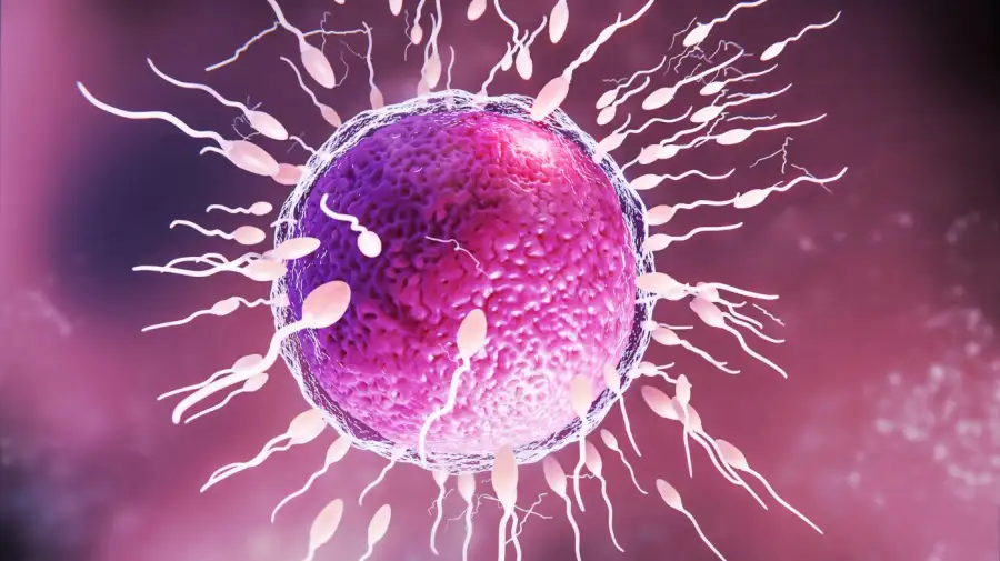 Crean óvulos humanos a partir de células de la piel