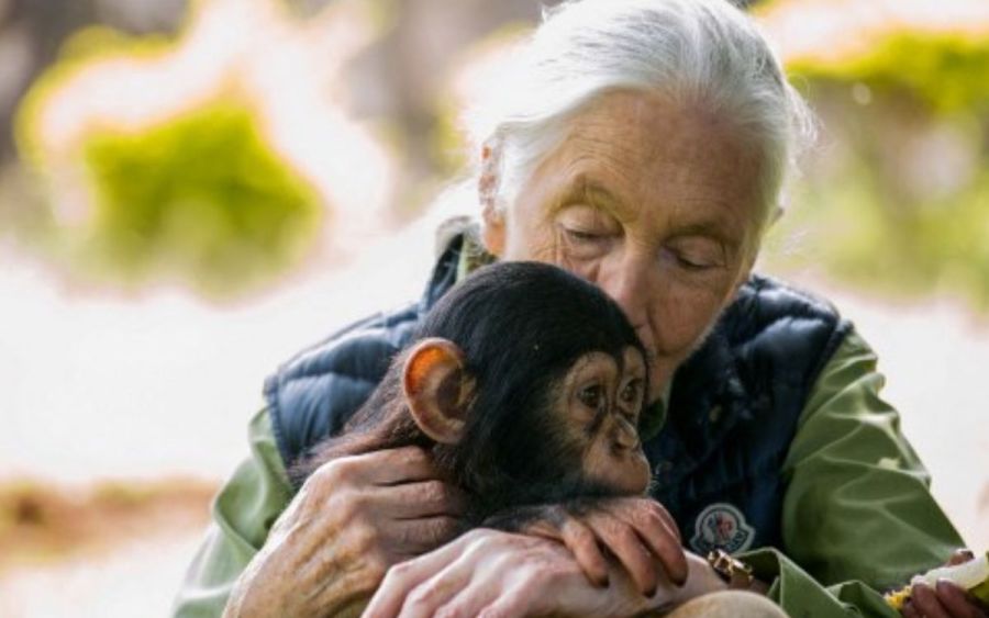 Jane Goodall