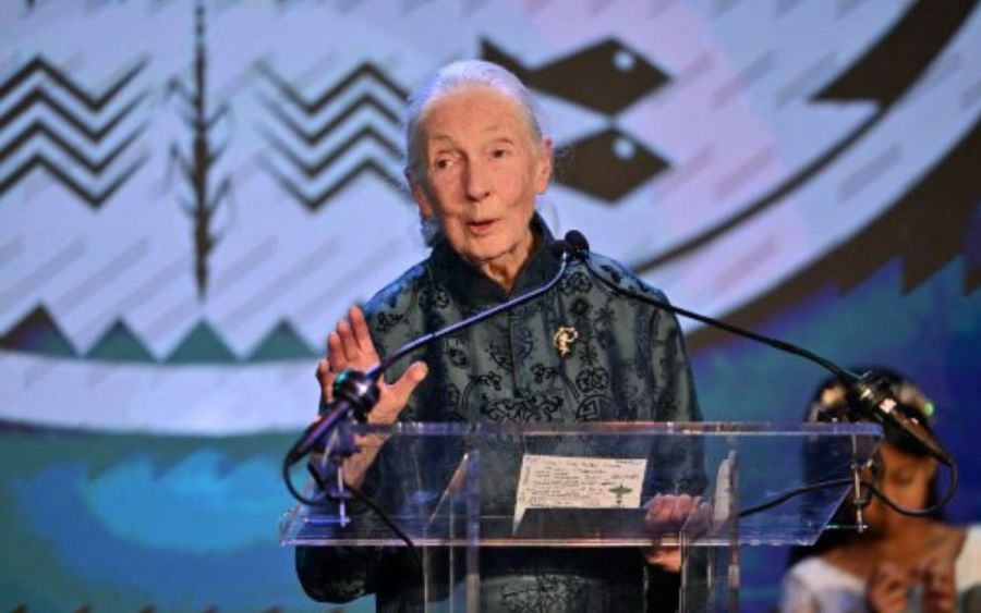 Jane Goodall 