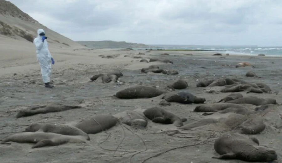 0210_elefante marino