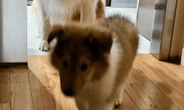 alberto dylan lennon