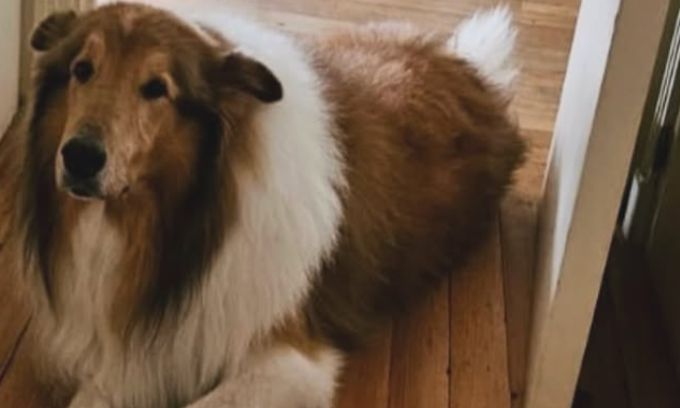 alberto y sus perros