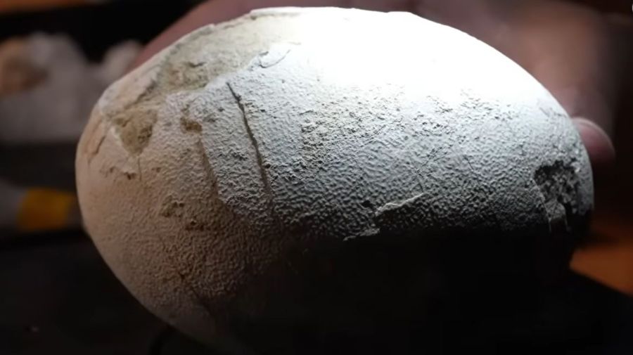 Científicos del Conicet hallaron un huevo de dinosaurio