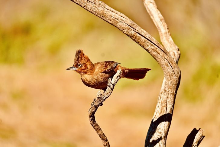 Aves 2 en Miramar de Ansenuza