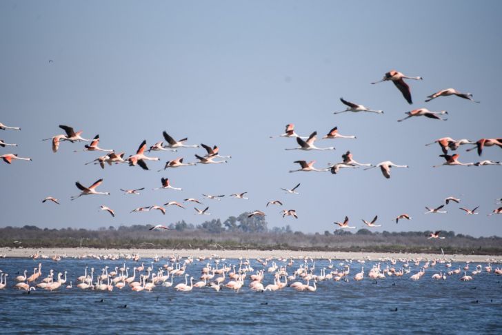 Aves en vuelo Miramar de Ansenuza
