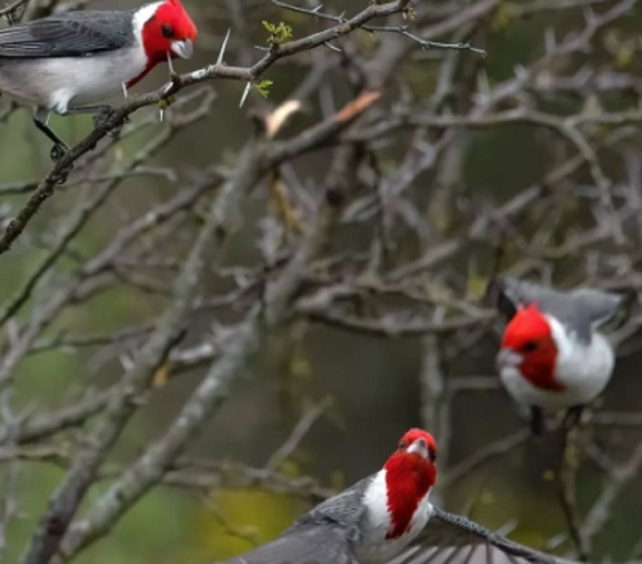 1410_cardenal copete rojo 