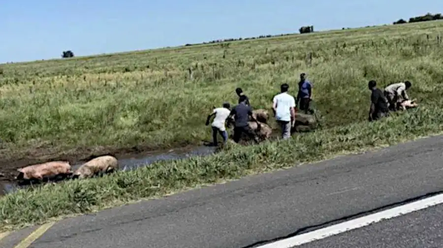 Chacabuco un camión que transportaba cerdos volcó 20251021