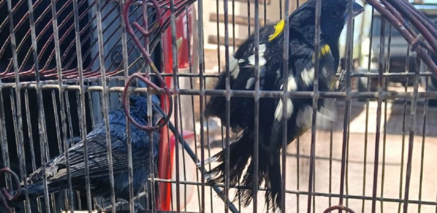 2410_aves