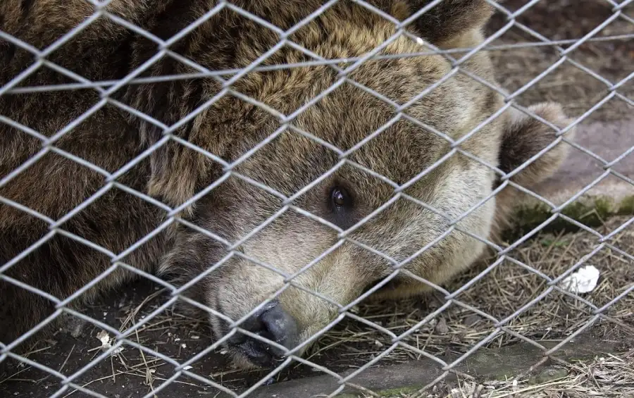animales zoo lujan