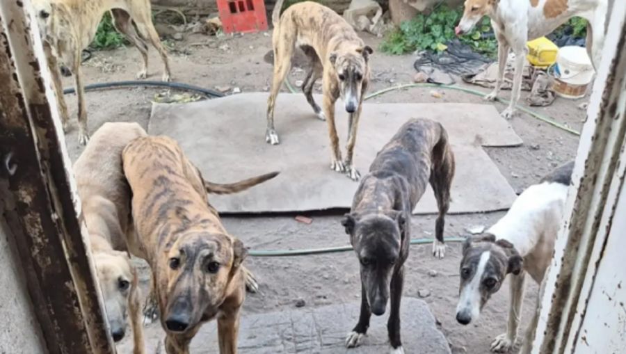 2710_galgos