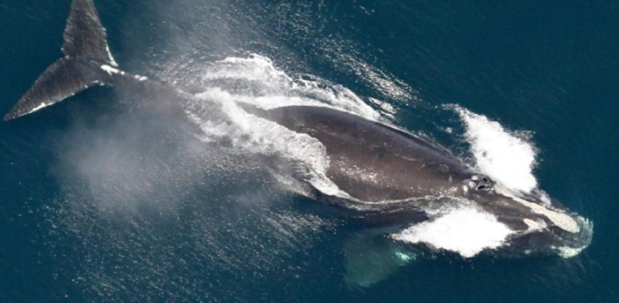 2810_ballena del atlántico norte