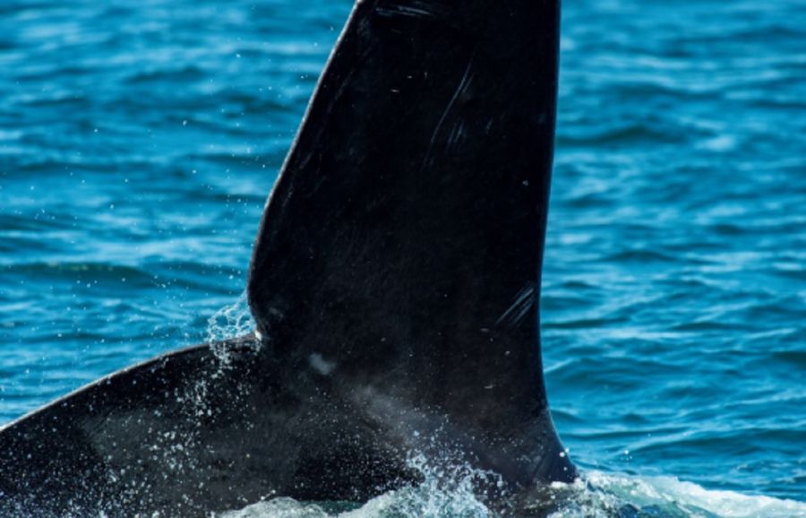 2810_ballena del atlántico norte