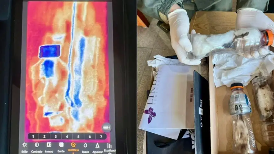 En Chubut transportan tres lagartos, marihuana y más de 66 millones de pesos