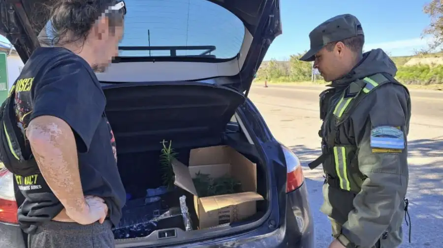 En Chubut transportan tres lagartos, marihuana y más de 66 millones de pesos