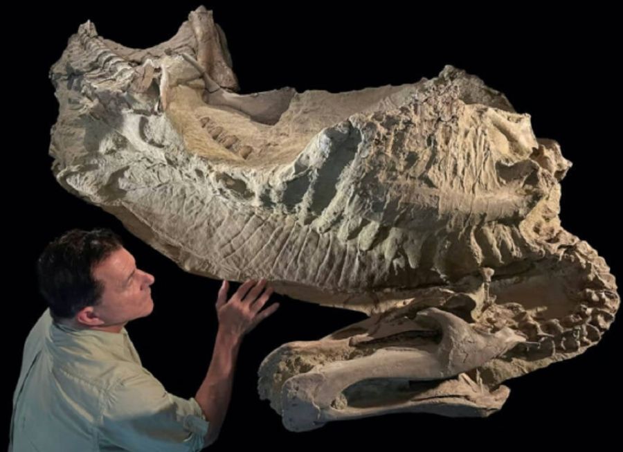 2910_momia dinosaurio