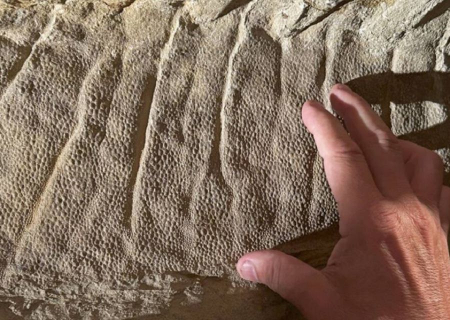 2910_momia dinosaurios