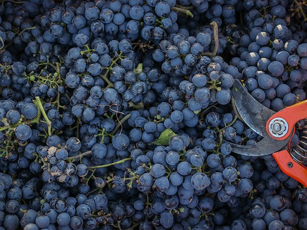 Producción vinícola