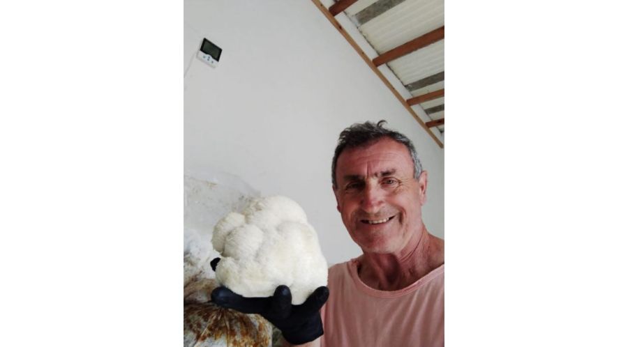 Fungi Gesell: especialistas en hongos gourmet y adaptógenos