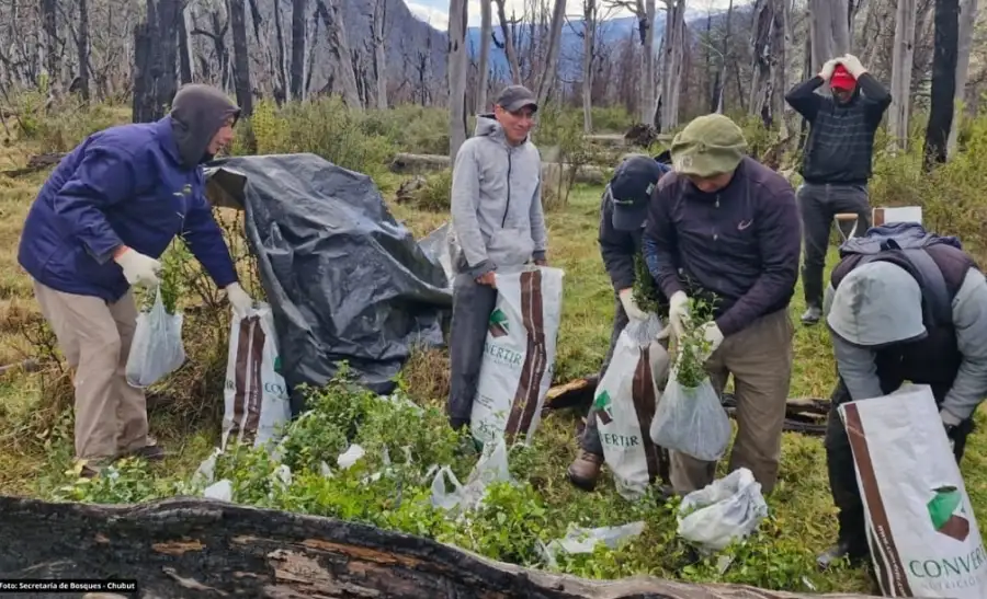 Reforestacion Chubut