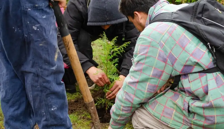 Reforestacion Chubut