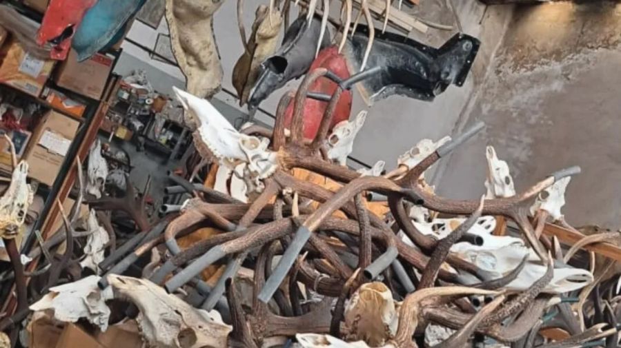 Cuernos y pieles incautados a Caza & Safaris durante el operativo de la Policía Federal Argentina
