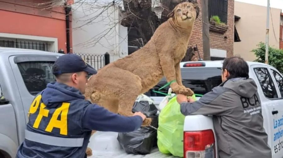 La Policía Federal Argentina incauta un puma disecado