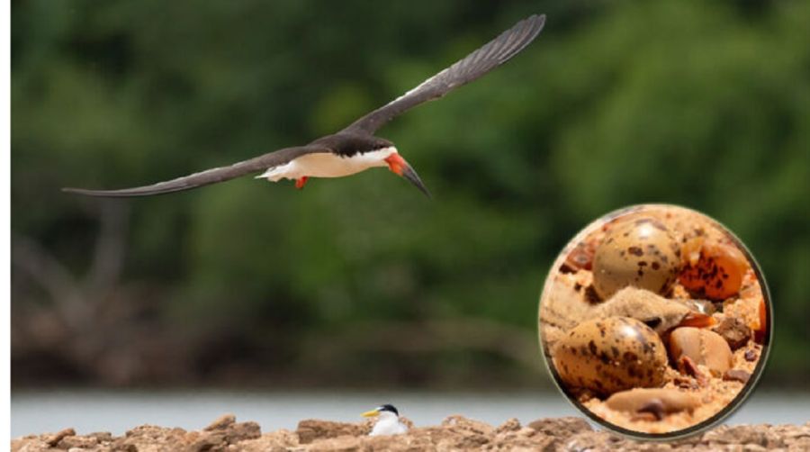 0311_Parque Natural Islas y Canales Verdes del Río Uruguay