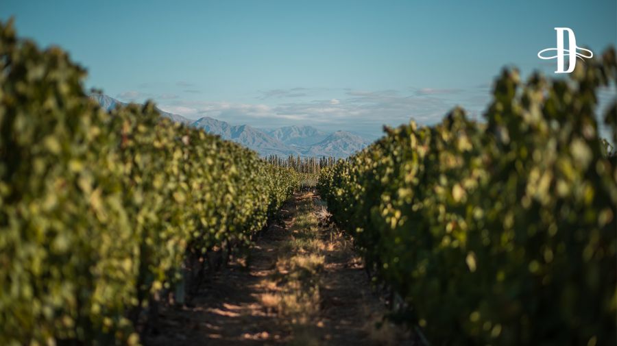 Bodega Rosell Boher en Delirio