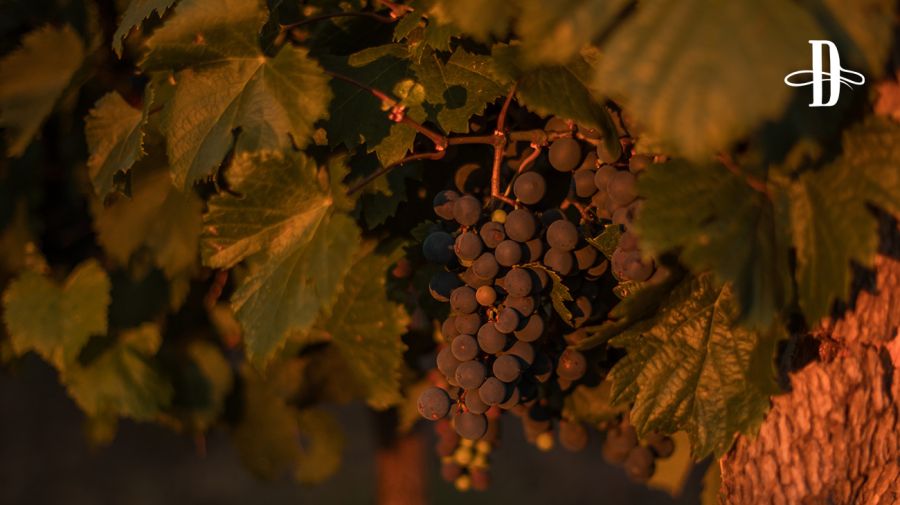 Bodega Rosell Boher en Delirio
