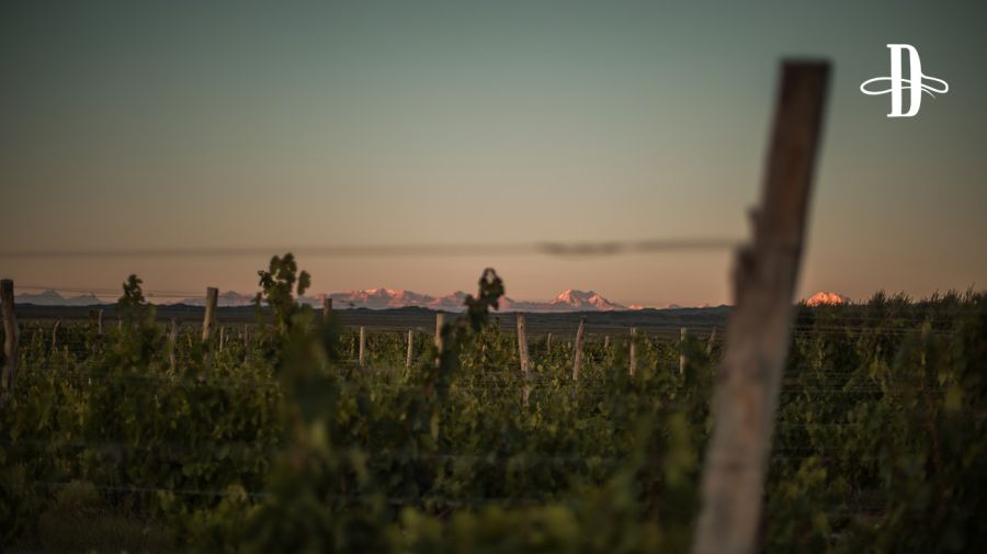 Bodega Rosell Boher en Delirio