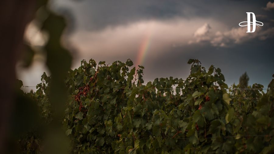 Bodega Rosell Boher en Delirio