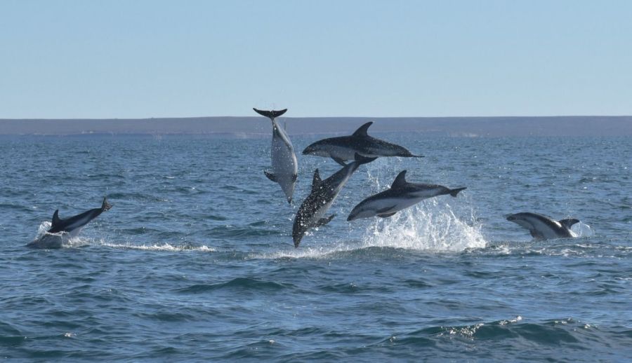 especies_cooperativas