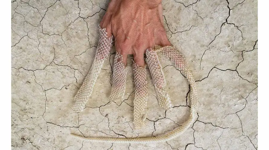 Bienalsur en Roma y Milán 16112025