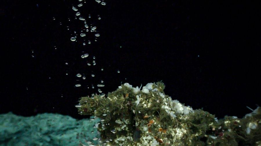 La expedición del Falkor (Too) iniciará su tercera y última campaña en el Mar Argentino