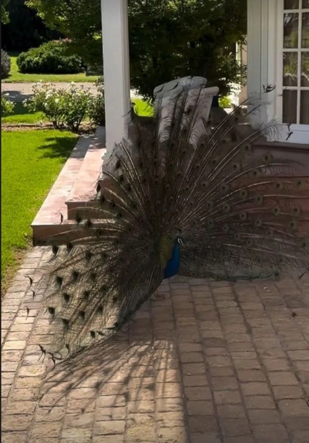 Casa de Benjamín Vicuña en Chile