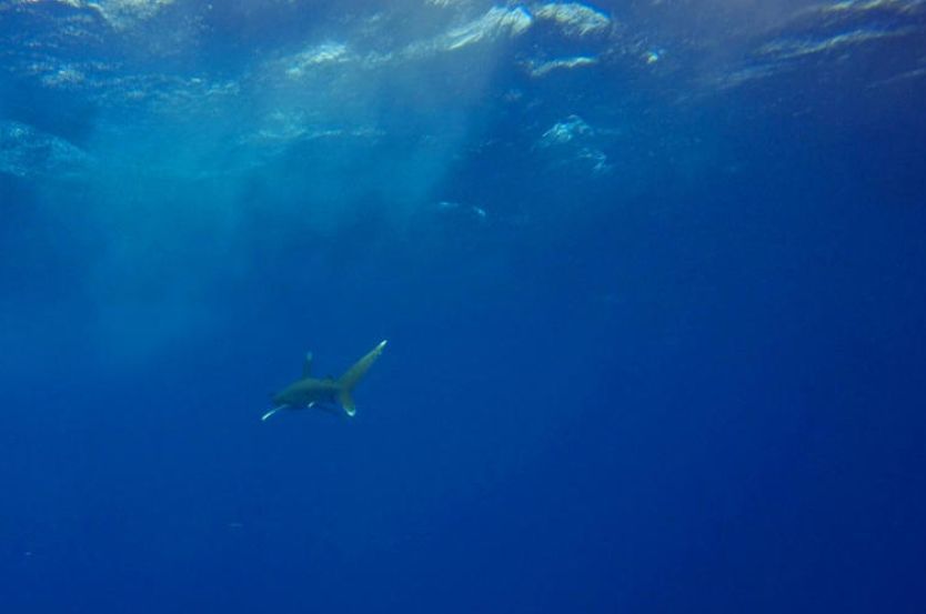 La protección de los tiburones