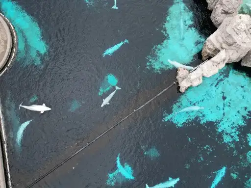 ballenas en cautiverio