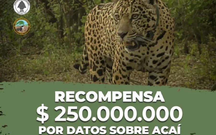 0112_yaguareté acaí