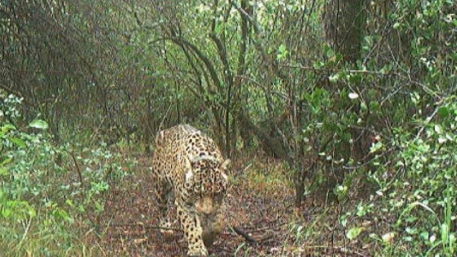 0112_yaguareté acaí 