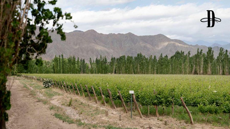 Bodega del Carmen en Delirio