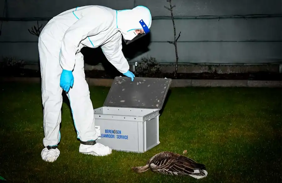 Gripe Aviar 02122025