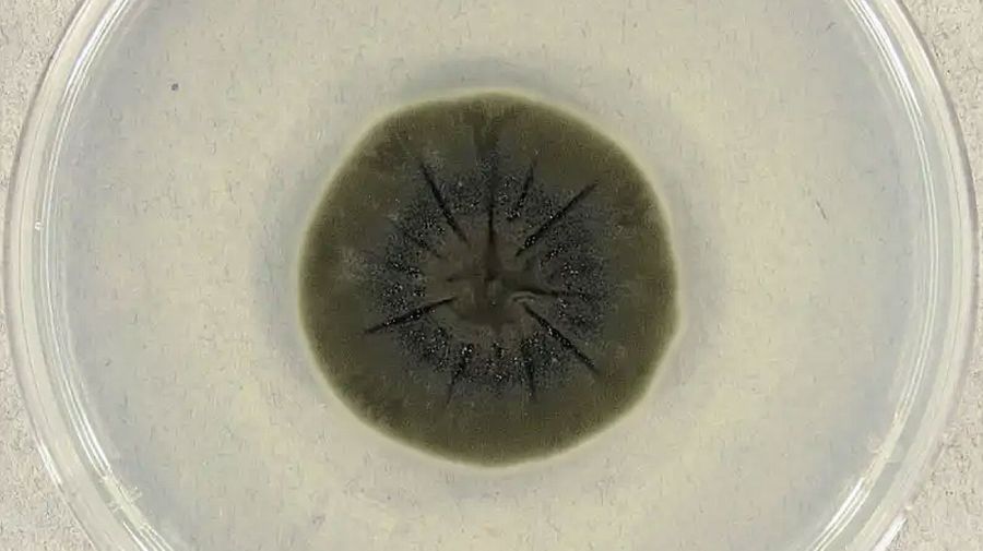 La NASA utilizará “Hongos oscuros” mutados tras Chernobyl como escudos ante la radiación cósmica