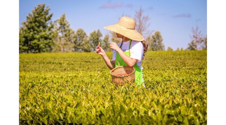 JaoChá: el arte chaqueño de crear blends que despiertan emociones