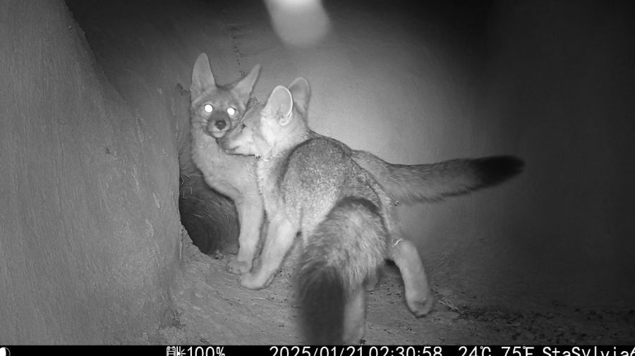 Estrategias de Regeneración de Charly Nijensohn 05122025