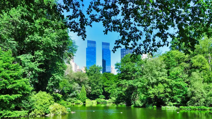 Patos del Central Park Manhattan 20251205