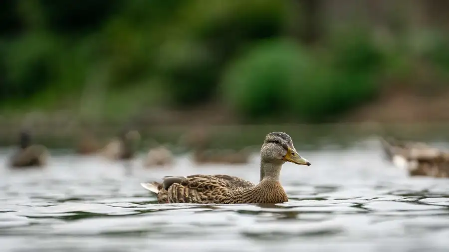 Patos del Central Park Manhattan 20251205