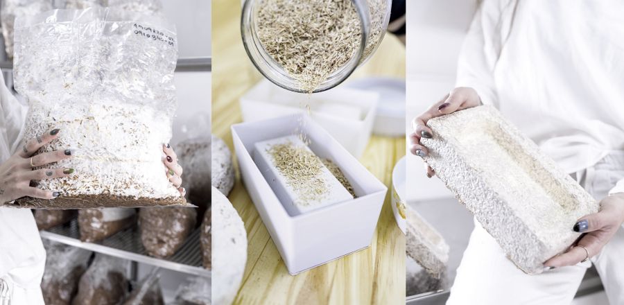 Denise Pañella Mosh micelio