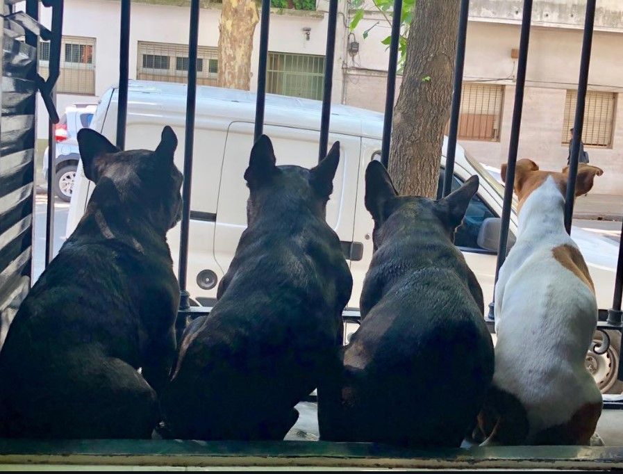 Perritos casa Darín